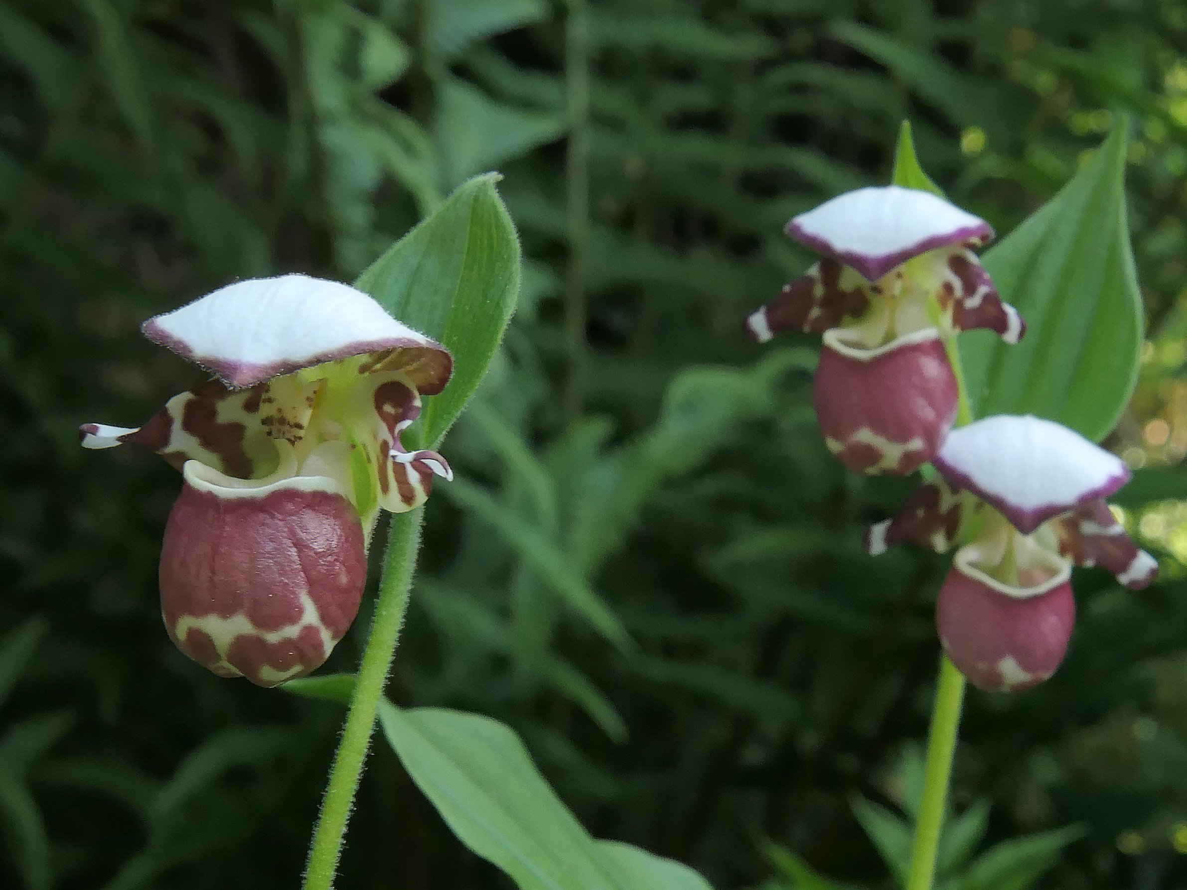 Typhus チフス Cypripedium Frosch's Alaskan Beauty (Clone) — Hillside Nursery